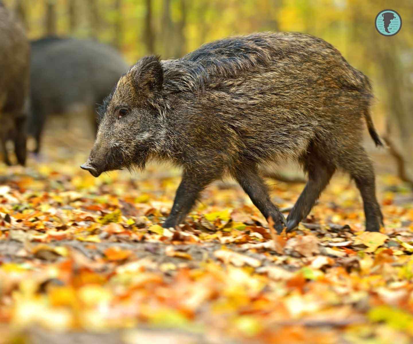 Wild boar walking through a forest