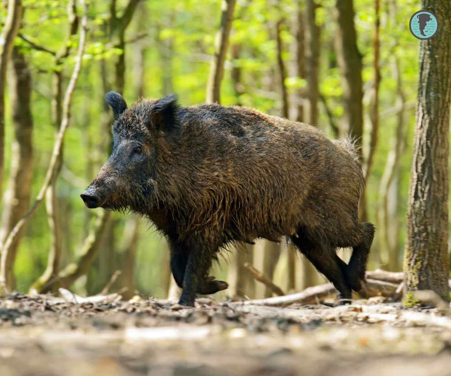 Adult wild boar in an Andean-Patagonian forest