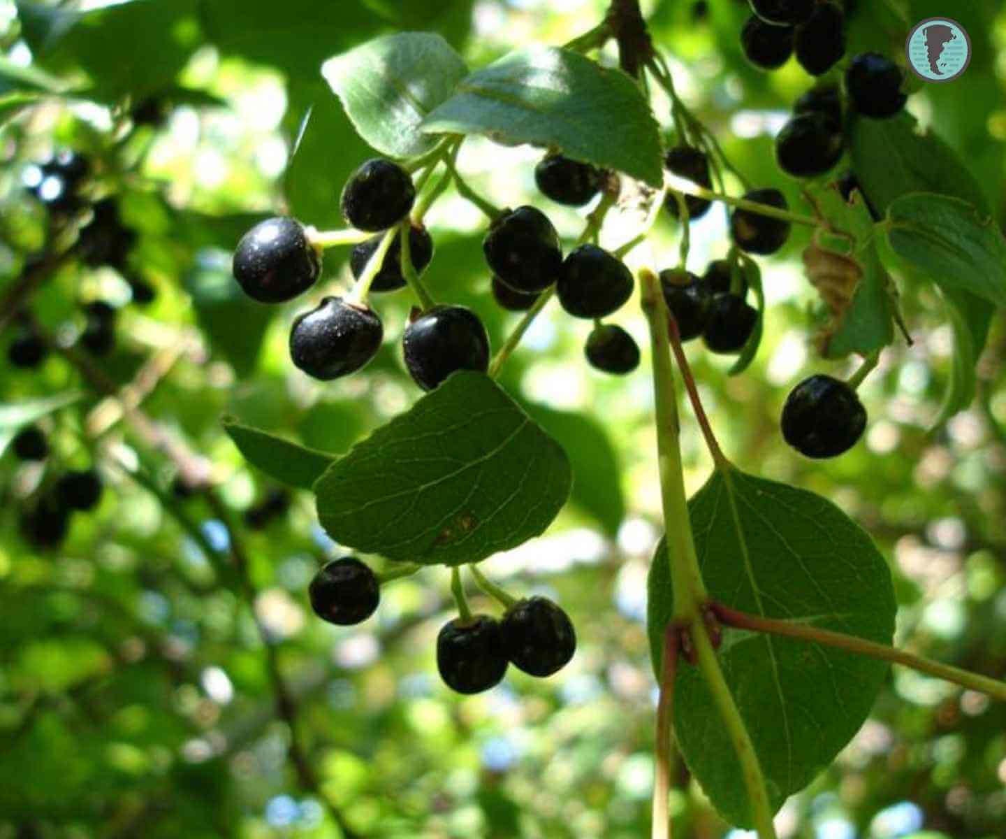 Close-up of ripe purple maqui berries on a branch in their natural habitat