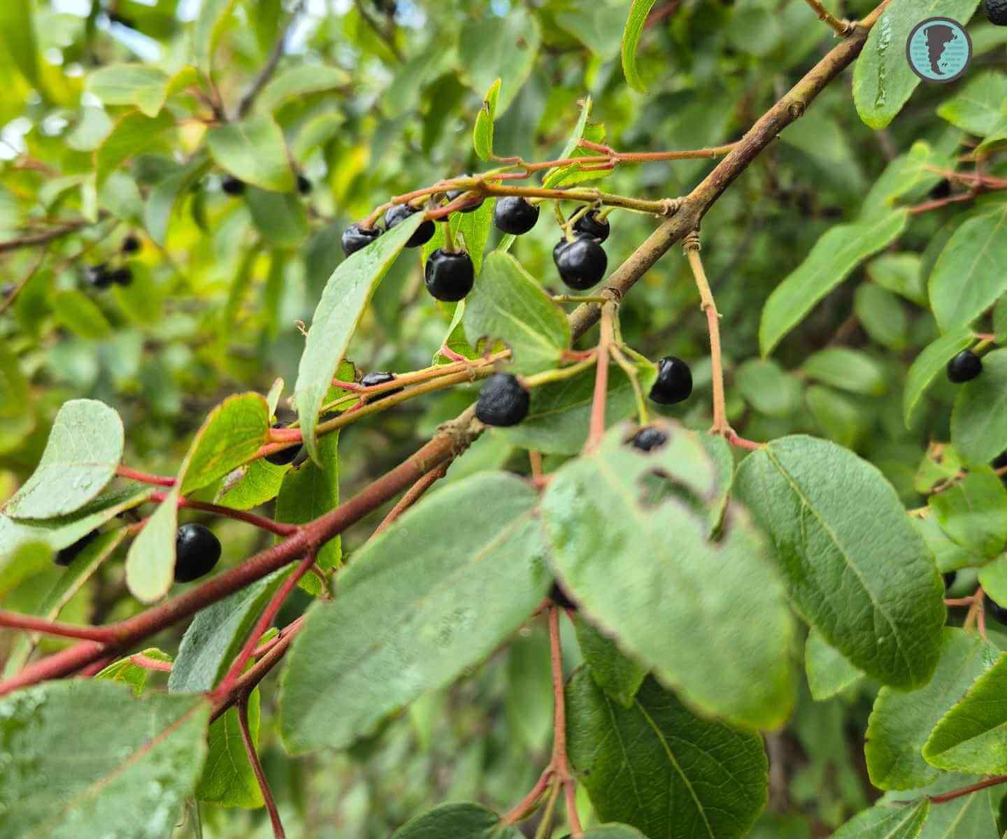 Lush green foliage and clusters of dark maqui berries in a sunlit Patagonian forest