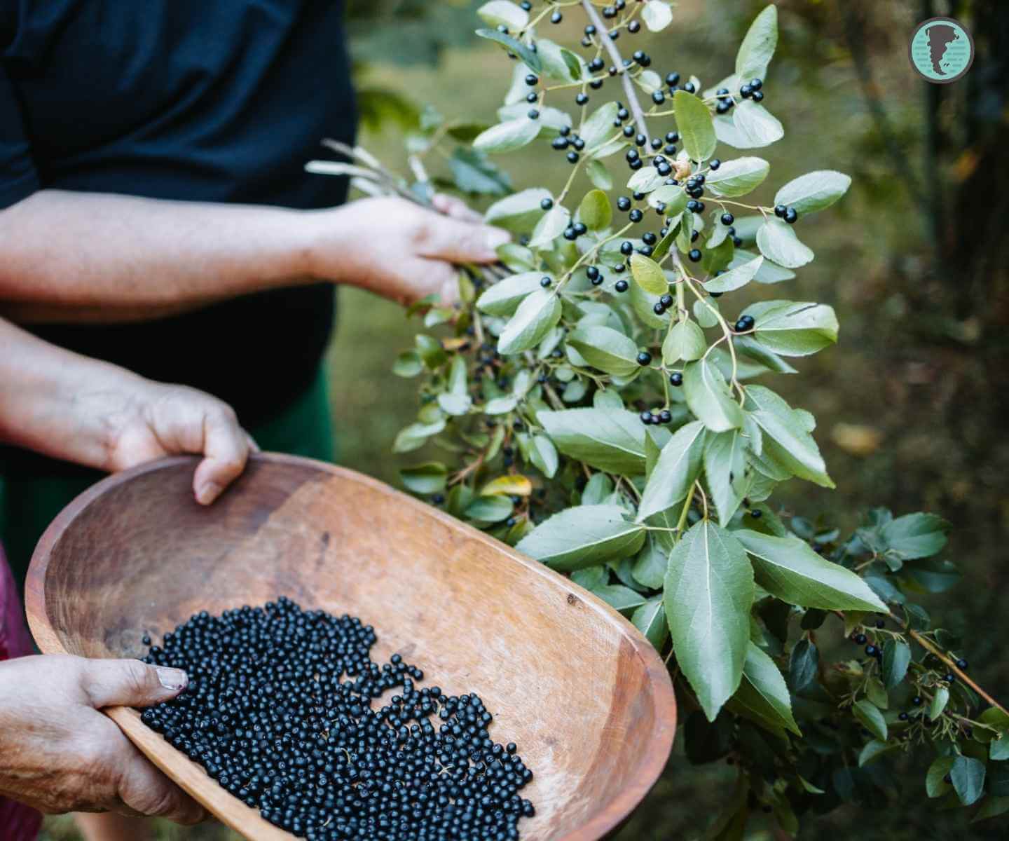 Person hand-harvesting ripe maqui berries in a Patagonian forest