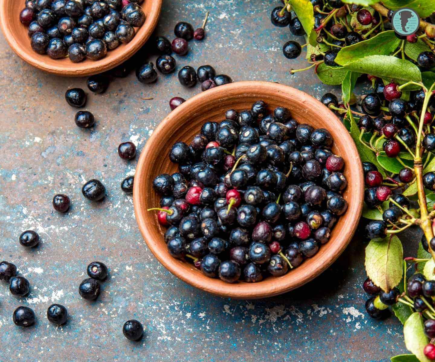 Bowl of dried maqui powder and fresh berries showcasing its deep purple color