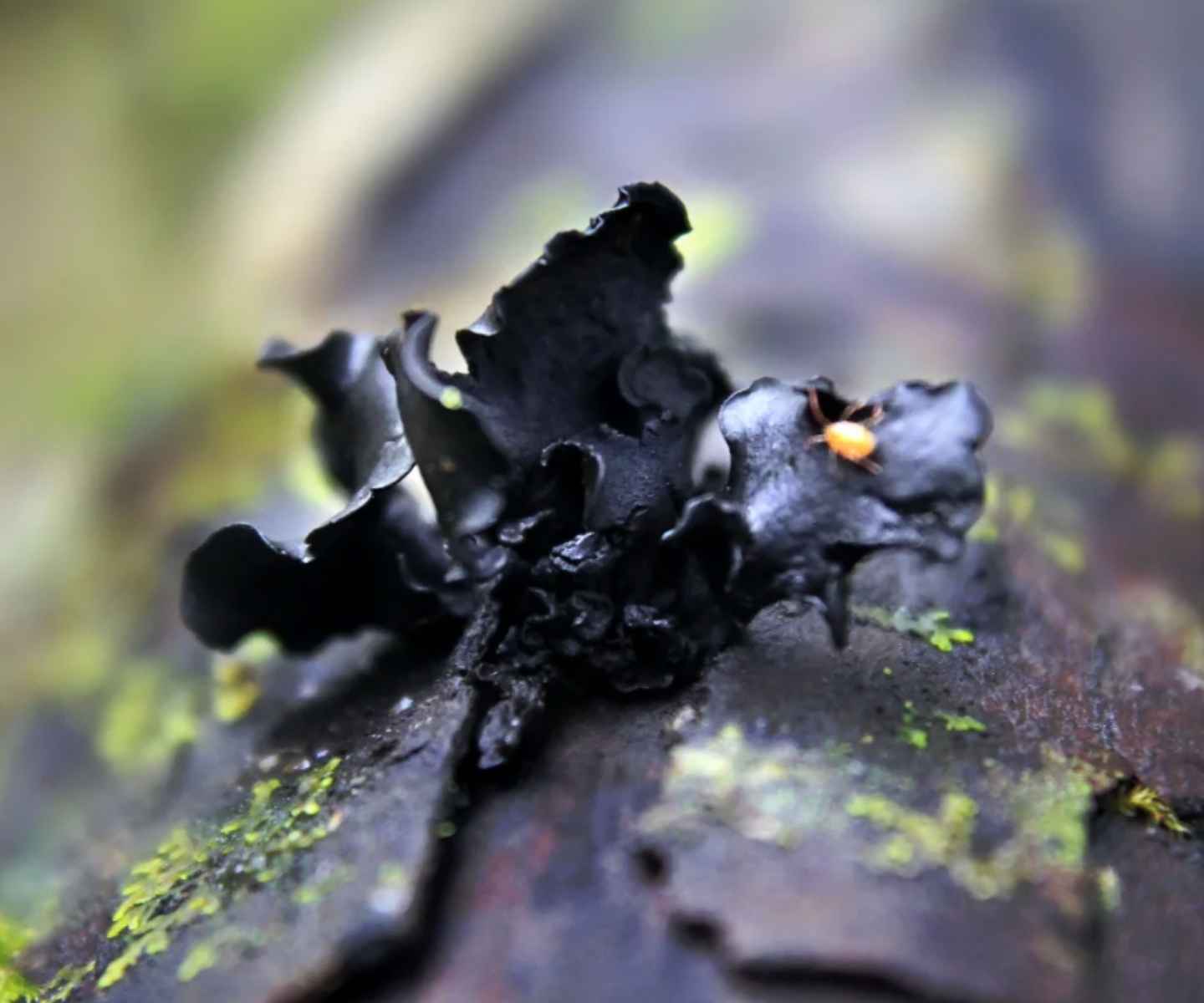Black Rose Ameghiniella australis photographed by Johan Andrianoff (@johanandrianoff)