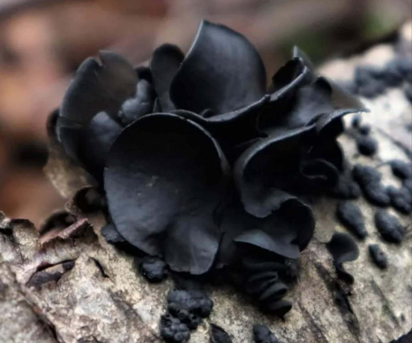 Black Rose Ameghiniella australis photographed by Dine Cortinaria (@dine_cortinaria)