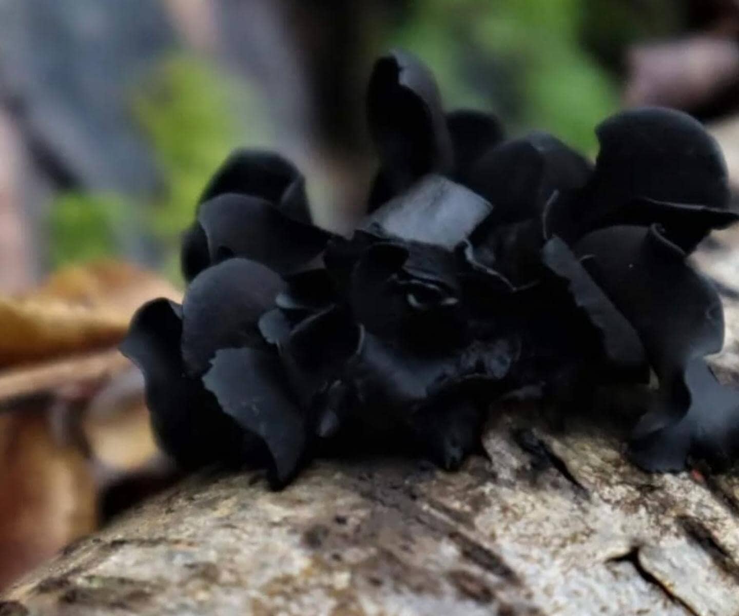 Black Rose Ameghiniella australis photographed by Dine Cortinaria (@dine_cortinaria)