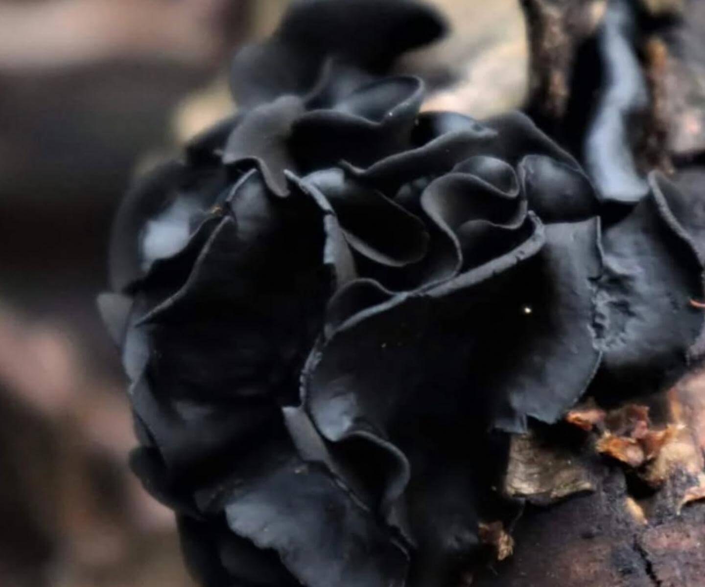 Black Rose Ameghiniella australis photographed by Dine Cortinaria (@dine_cortinaria)