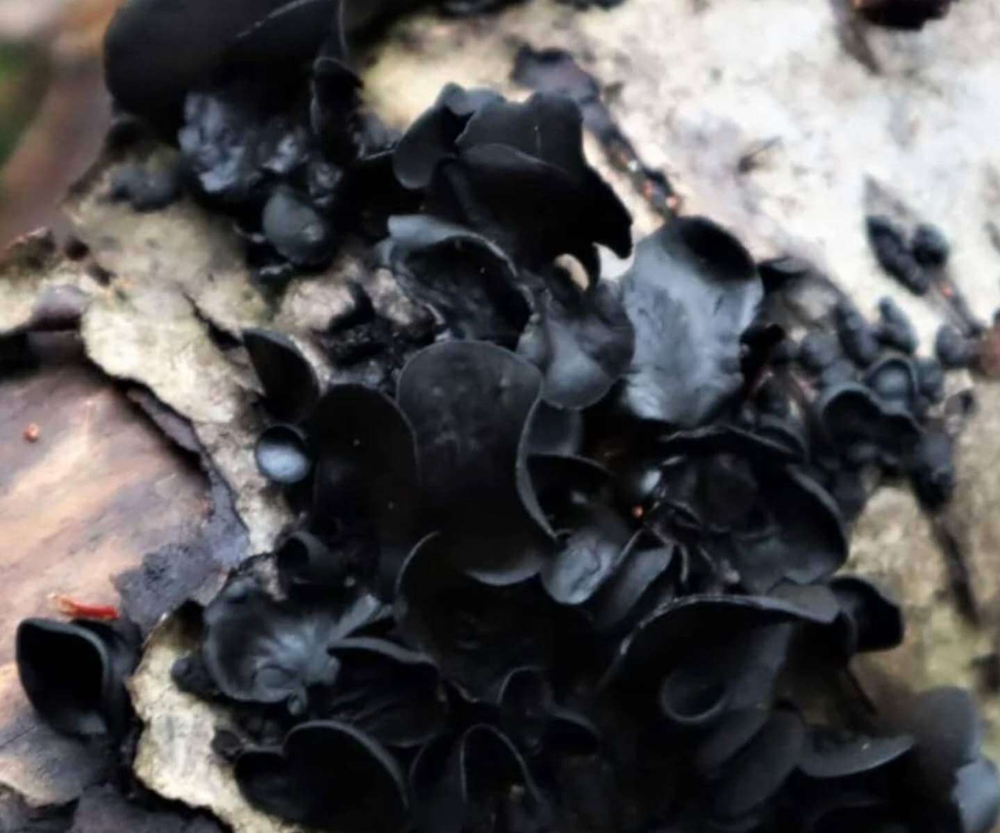 Black Rose Ameghiniella australis photographed by Dine Cortinaria (@dine_cortinaria)