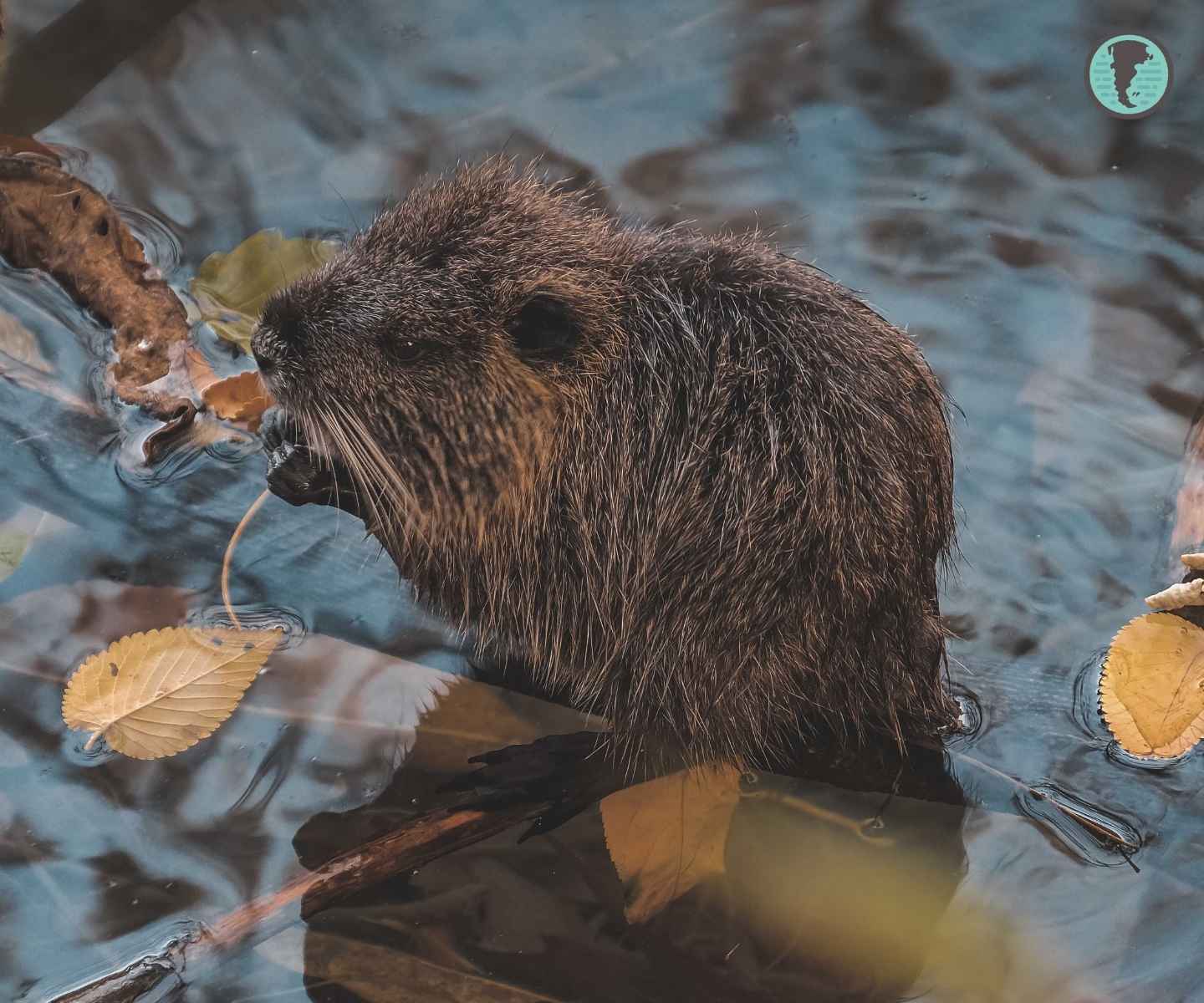 © Outdoor Patagonia — Estado de conservación y amenazas — coipo en la Patagonia