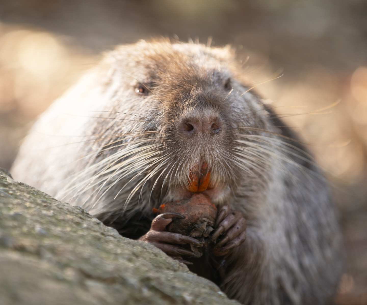 Nutria