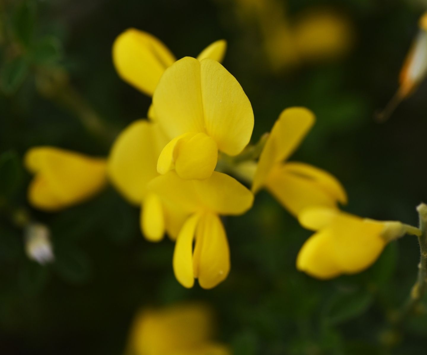 Broom