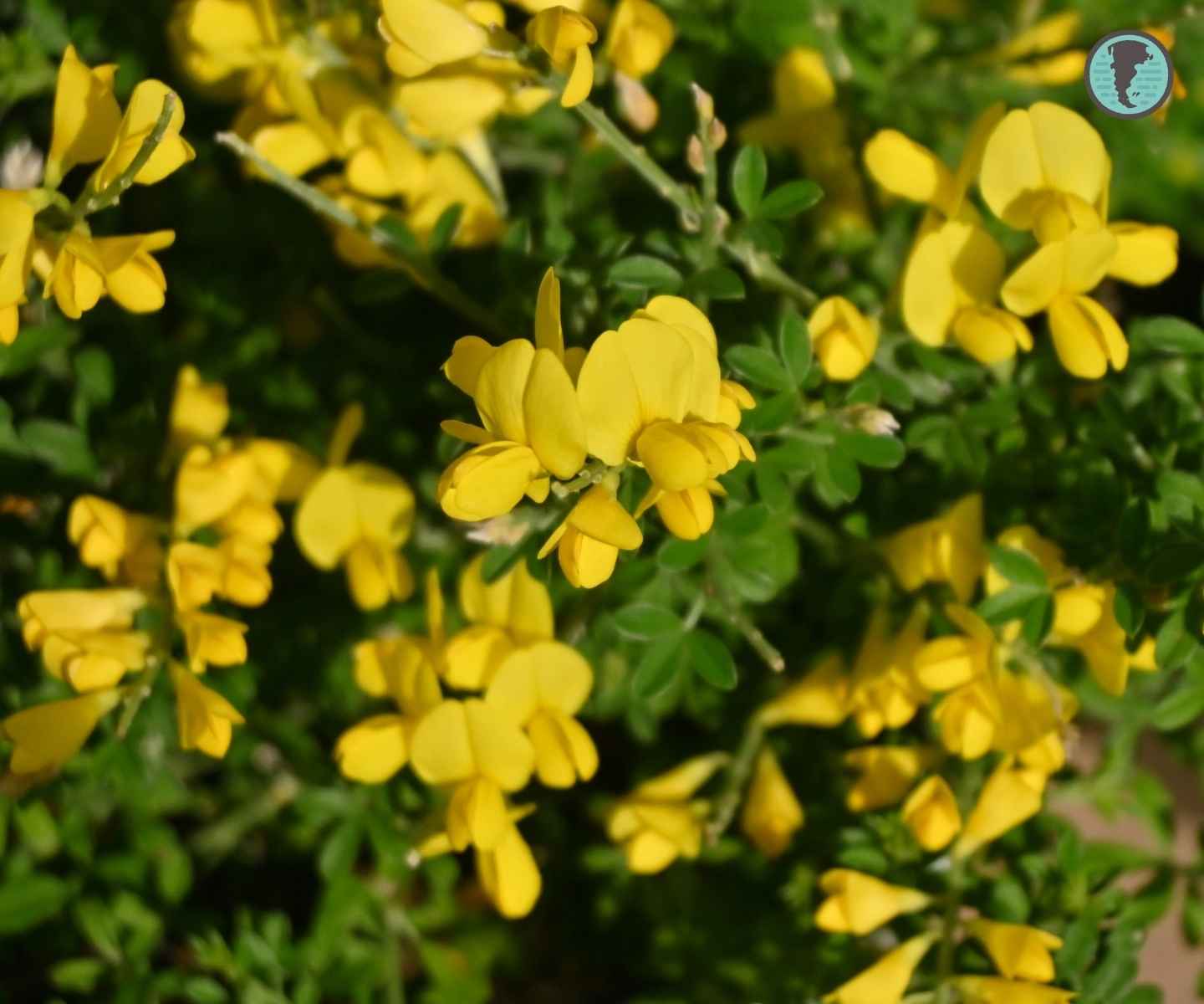 Conservation and management — broom in Patagonia
