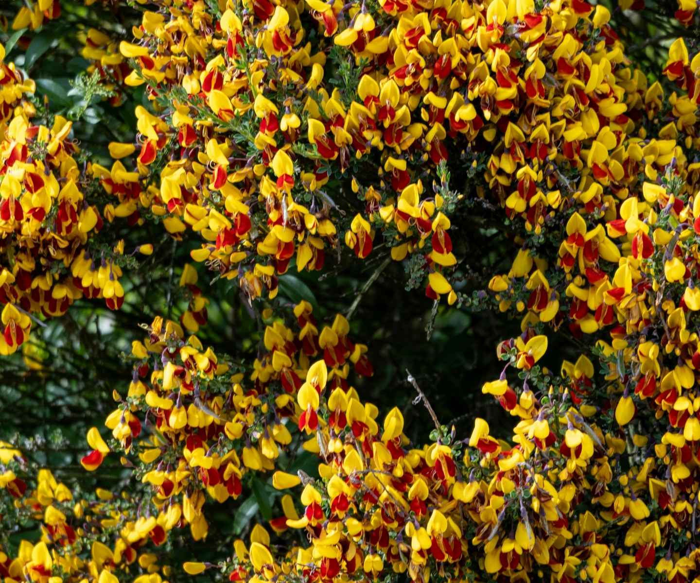 Ecological impact and management — broom in Patagonia