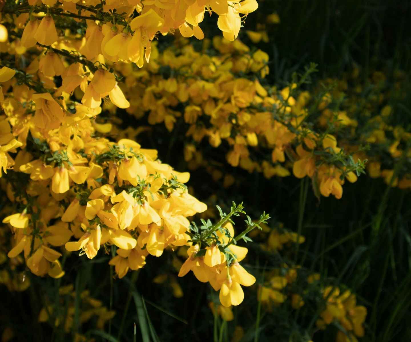 Broom in Argentine and Chilean Patagonia