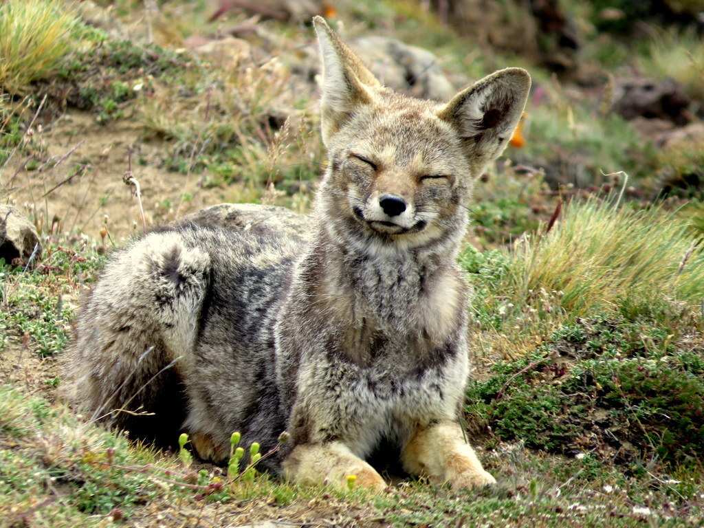 Estado de conservación — zorro gris en la Patagonia