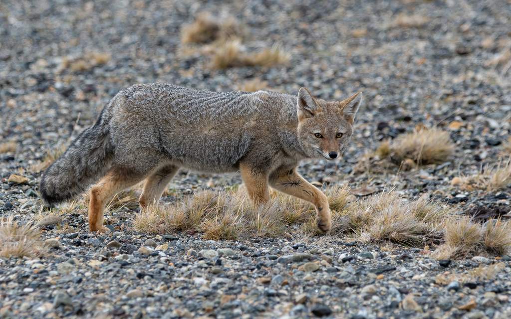 Hábitat y distribución en la Patagonia — zorro gris en la Patagonia